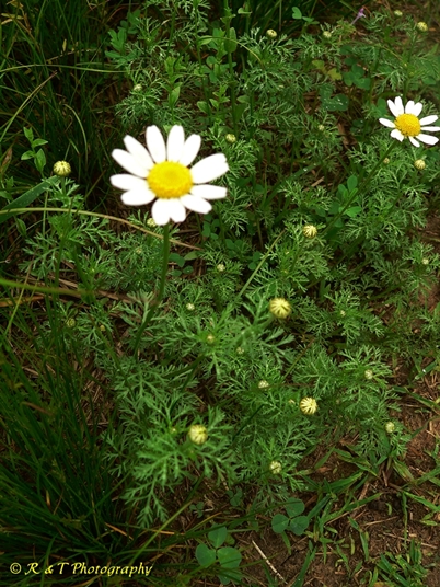 {Tanacetum cinerariifolium}